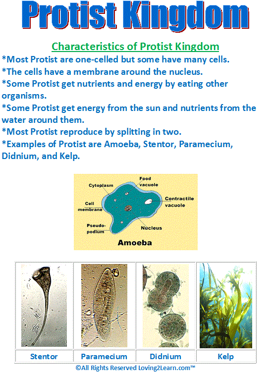 Super Subjects Super Science Life Science Kingdoms Protist Kingdom